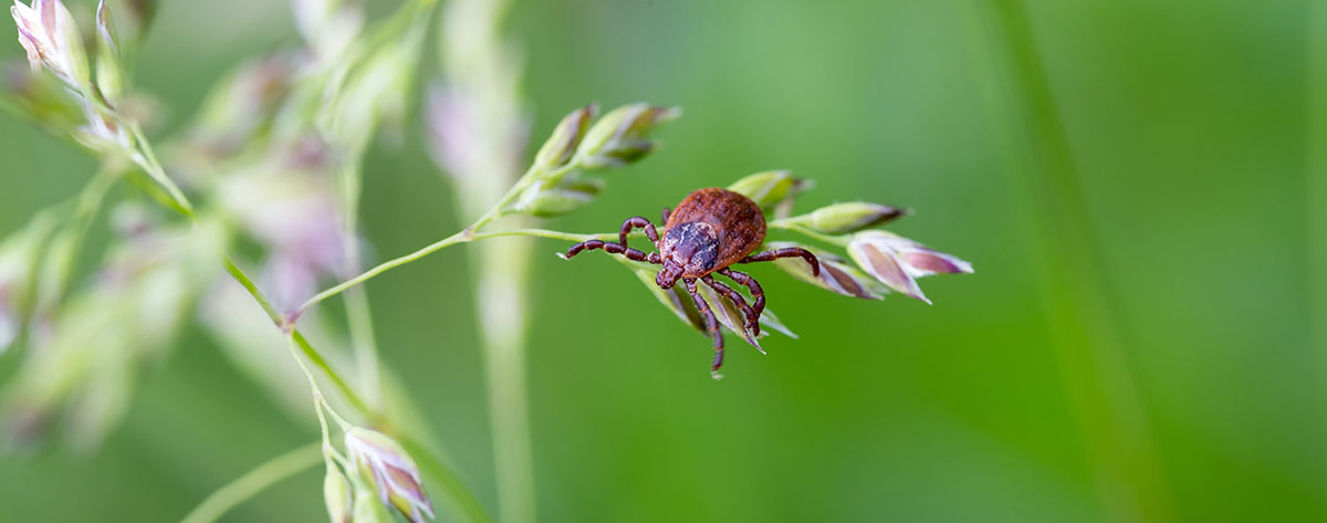 Punkki kasvin päällä
