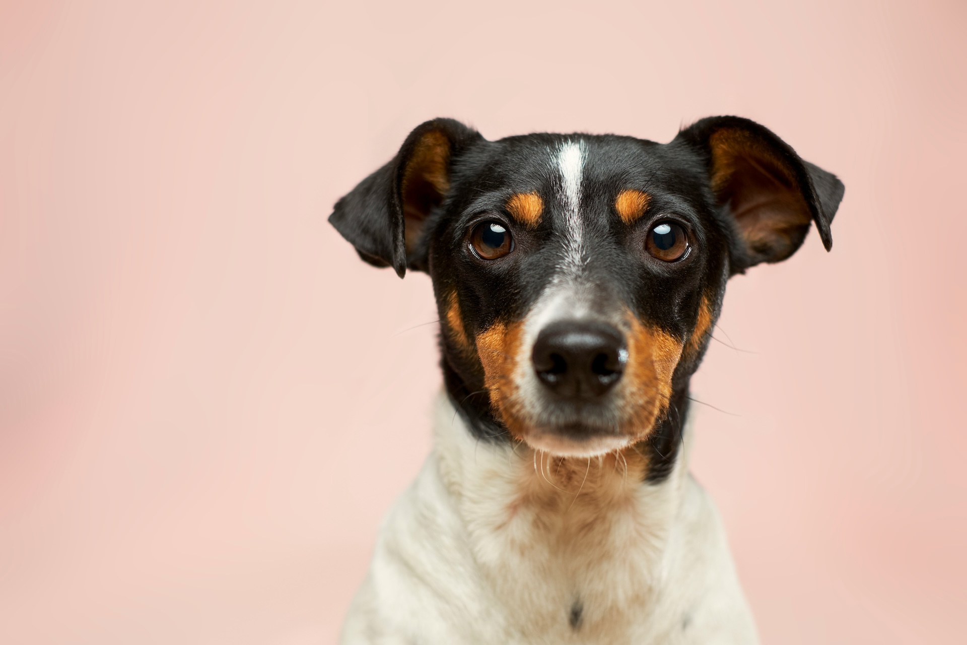 Punkki koiralla – Hoito ja ennaltaehkäisy