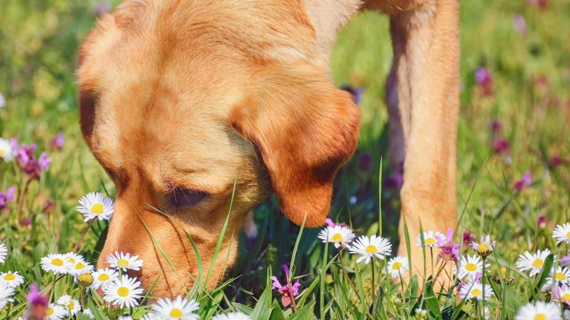 Opi tunnistamaan myrkylliset kasvit
