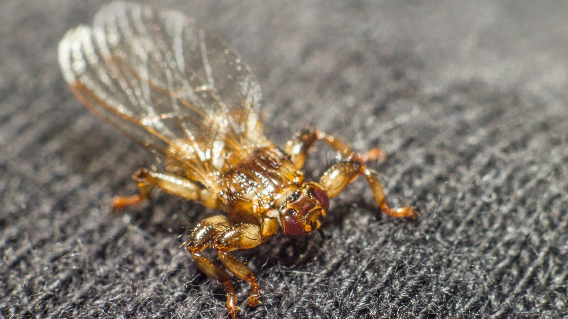 Lähikuva hirvikärpäsestä