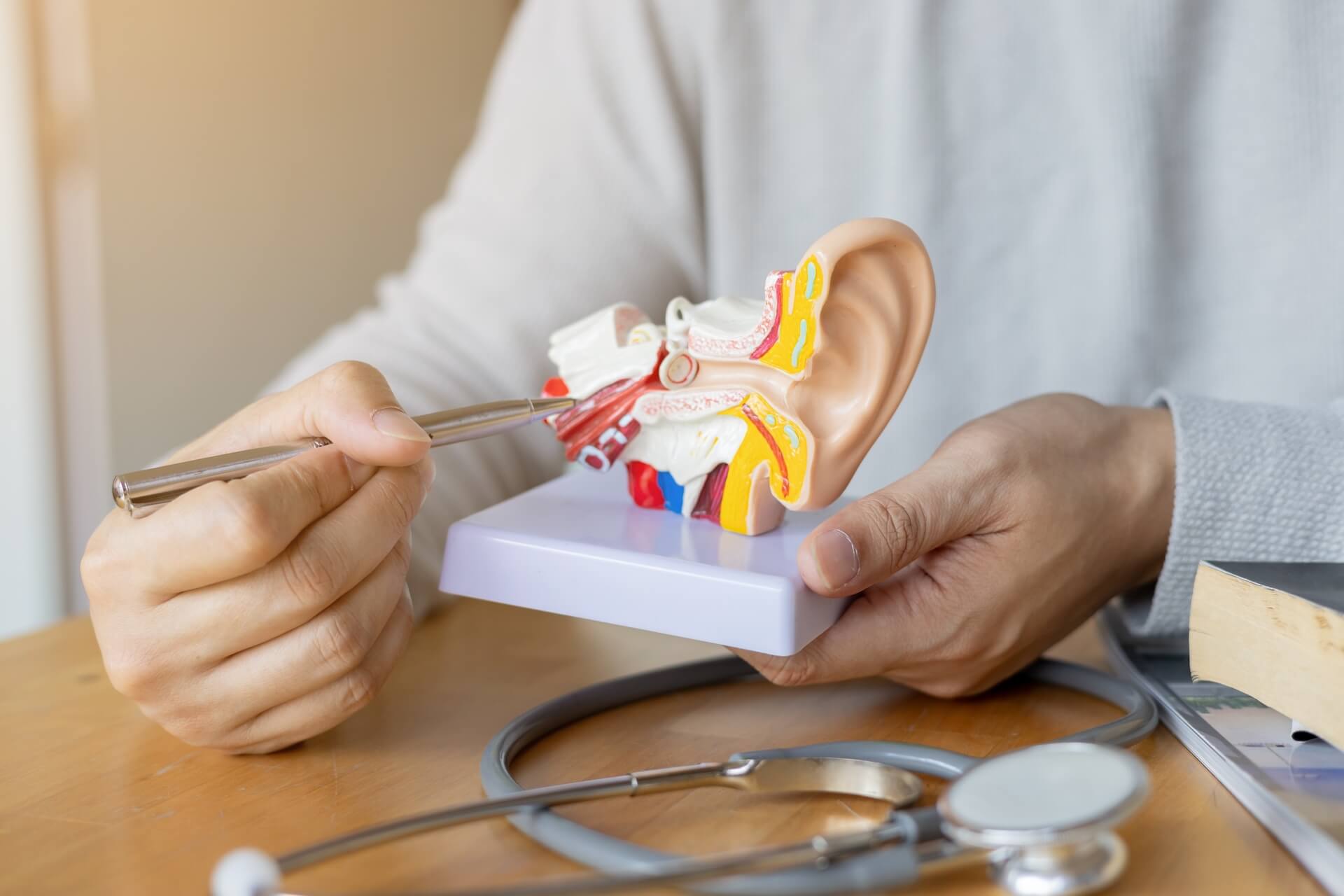 Korvan rakenne mallinnettuna.