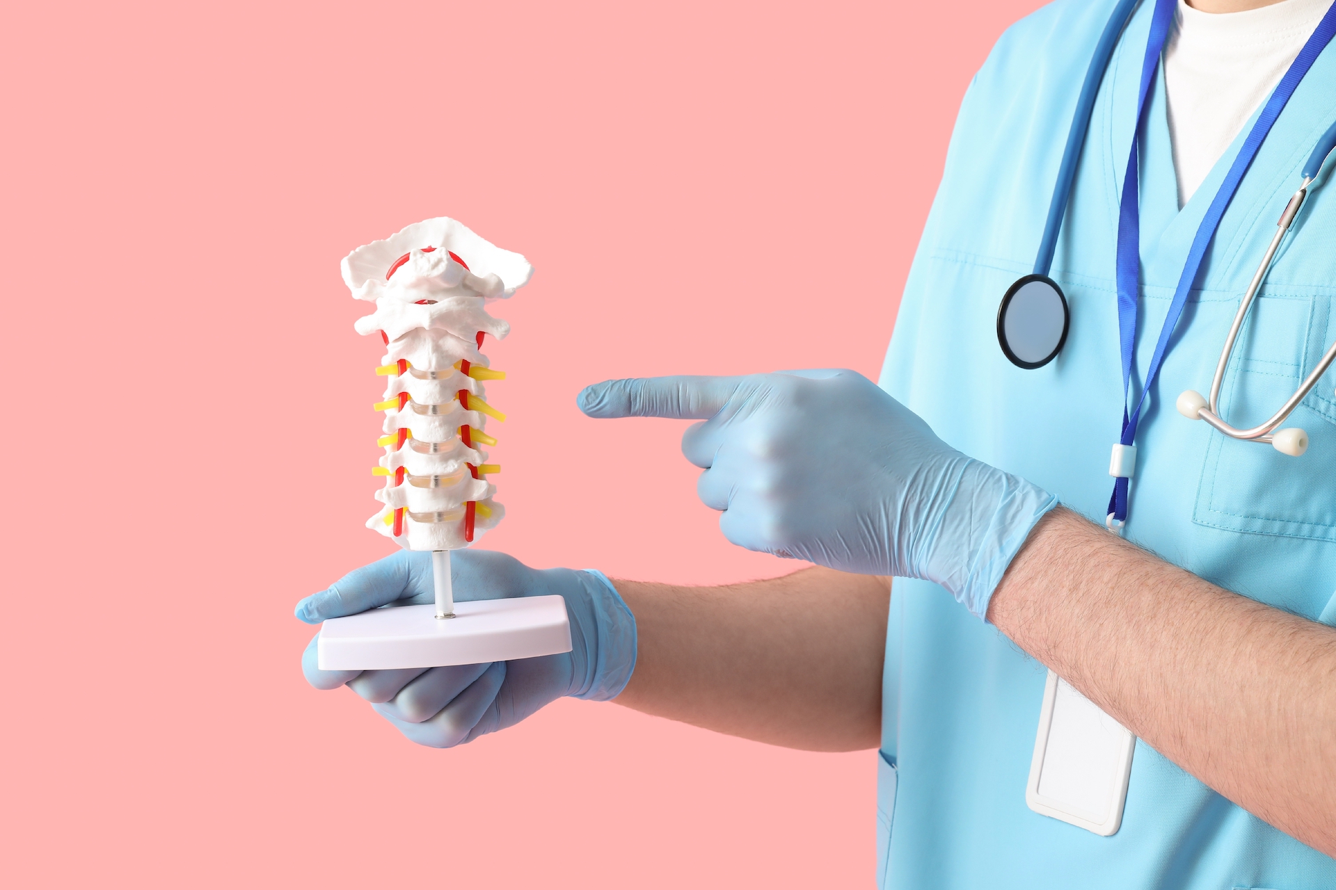 Lääkäri näyttää selkärankaa esittävää mallia.